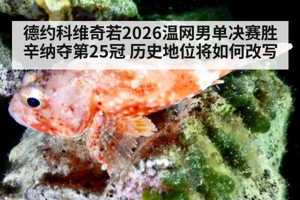 德约科维奇若2026温网男单决赛胜辛纳夺第25冠 历史地位将如何改写
