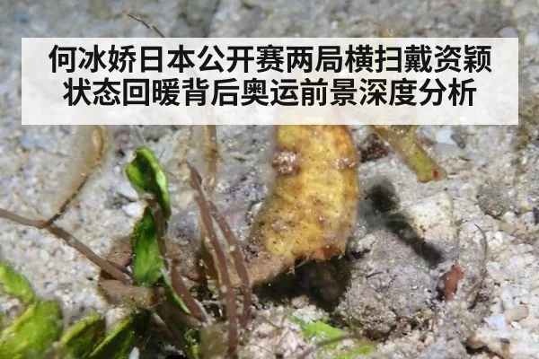 何冰娇日本公开赛两局横扫戴资颖 状态回暖背后奥运前景深度分析